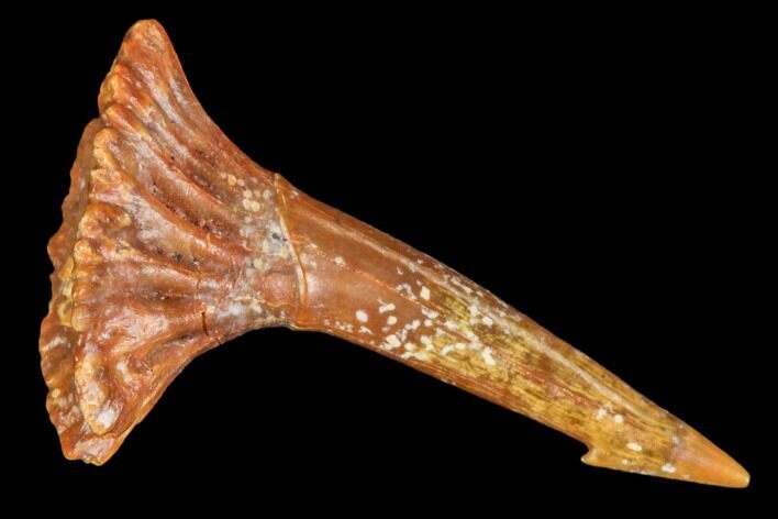 Cretaceous Giant Sawfish (Onchopristis) Rostral Barb #105426